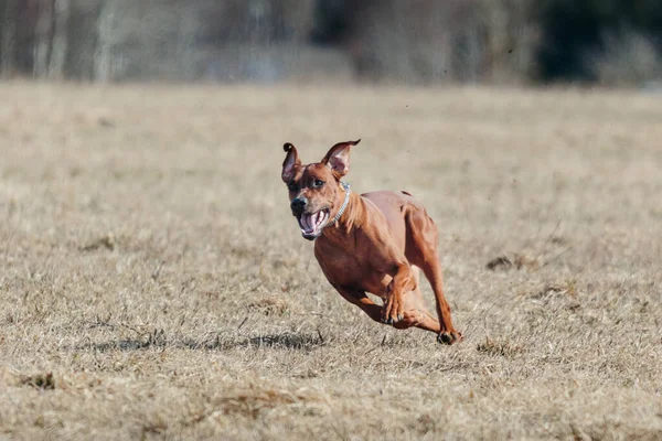 Rhodesian Ridgeback Perro Corriendo Toda Velocidad Señuelo Corriendo Deporte —  Fotos de Stock