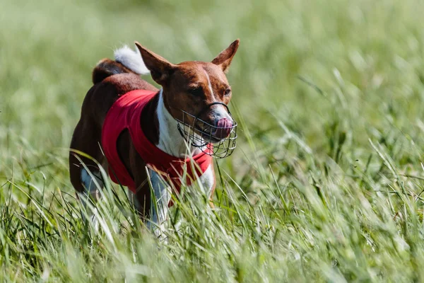 巴森吉犬首次参加狗类运动比赛 — 图库照片