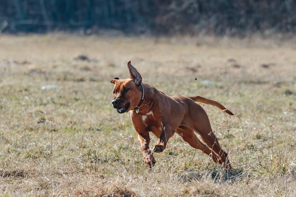 Rhodesian Ridgeback Pies Działa Pełnych Obrotach Zwabić Sport — Zdjęcie stockowe