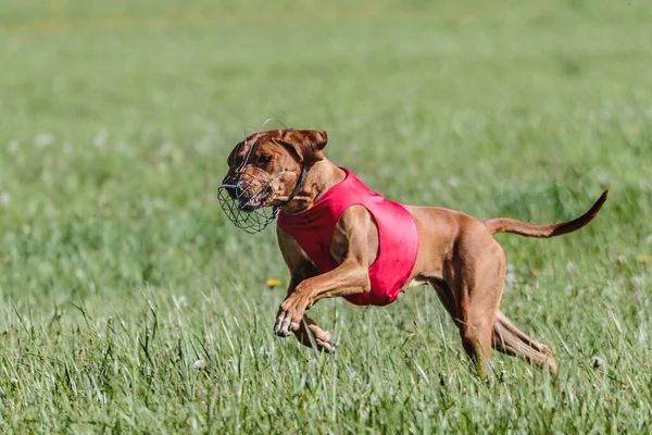 Rhodesian Ridgeback Cão Correndo Toda Velocidade Esporte Curso Isca — Fotografia de Stock