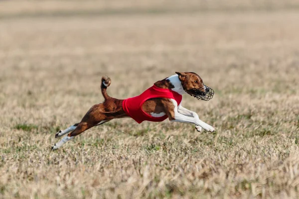 バセンジ犬は競争の最中に地面から上がり — ストック写真