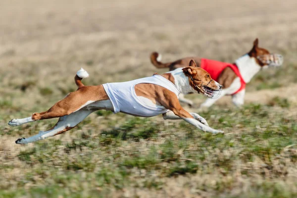 Dva Basenji Psi Běží Kvalifikaci Lákat Coursing Mistrovství — Stock fotografie