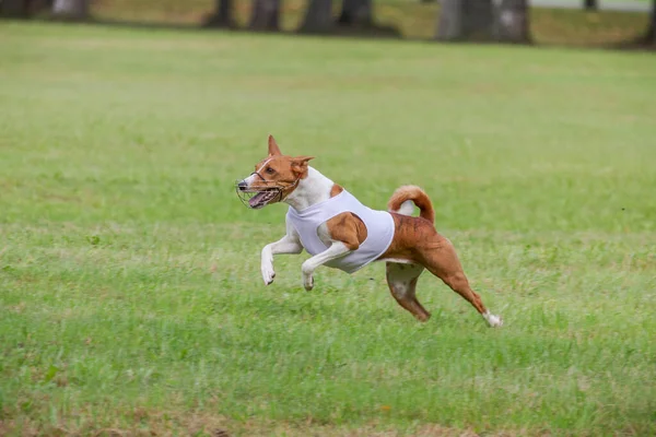 Basenji Σκυλί Τρέχει Στο Πράσινο Πεδίο Για Δέλεαρ Coursing Ανταγωνισμό — Φωτογραφία Αρχείου