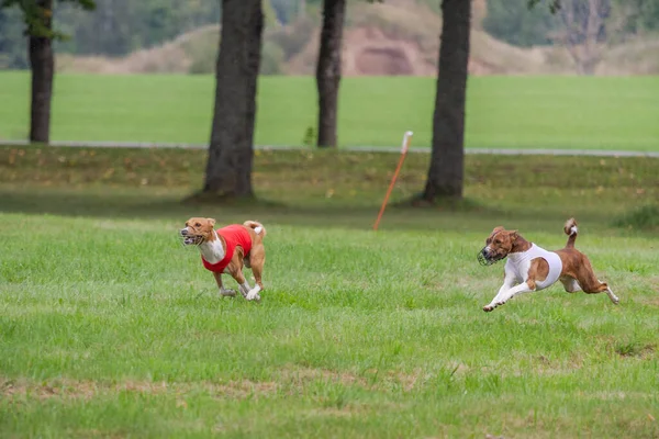 ルアーコースの資格を持つ馬仙寺犬 — ストック写真