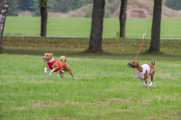 两只巴森吉犬跑得很好 — 图库照片