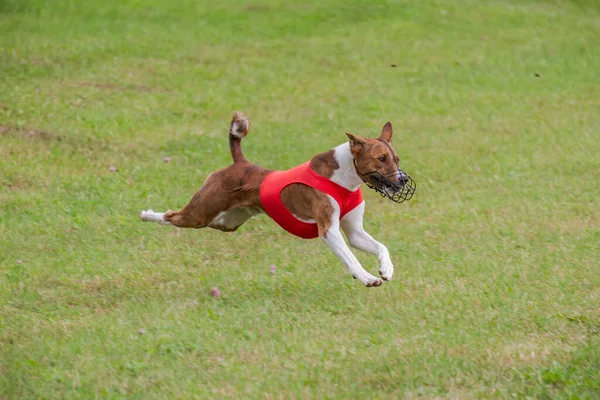 basenji dog lifted off the ground during the dog race competition