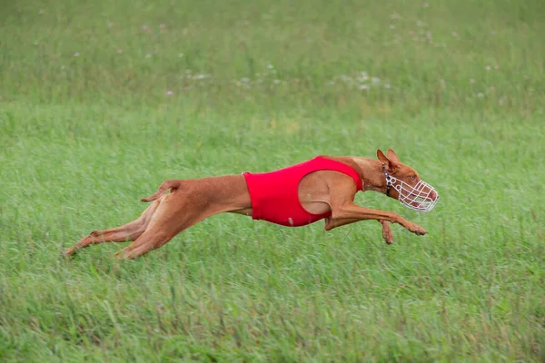 Cirneco Dell Etna Perro Corriendo Toda Velocidad Señuelo Curso — Foto de Stock