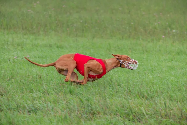 Cirneco Dell Etna Σκυλί Τρέχει Πλήρη Ταχύτητα Πορεία Δέλεαρ — Φωτογραφία Αρχείου