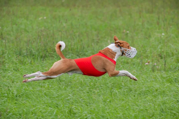 Basenji Σκυλί Σηκώθηκε Από Έδαφος Κατά Διάρκεια Του Αγώνα Σκυλιών — Φωτογραφία Αρχείου