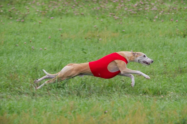 Whippet Τρέχει Ένα Κόκκινο Σακάκι Γήπεδο Coursing Για Δέλεαρ Coursing — Φωτογραφία Αρχείου