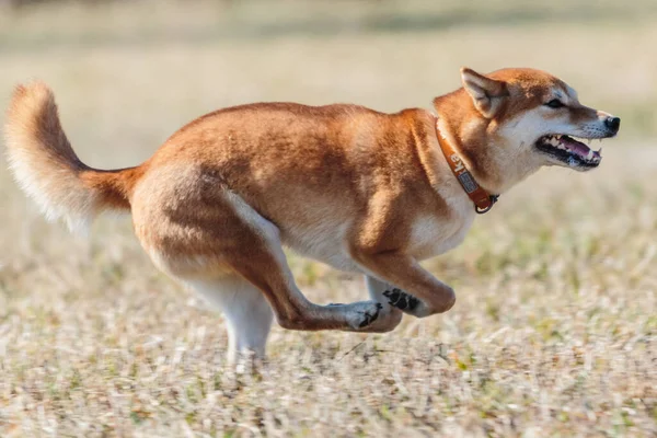 Shiba Inu Dog Boisku Konkursie Przynęt — Zdjęcie stockowe