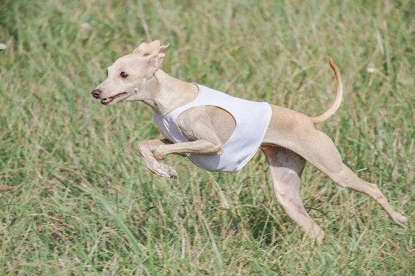 Italiano Greyhound Cane Esecuzione Concorso Richiamo Coursing — Foto Stock