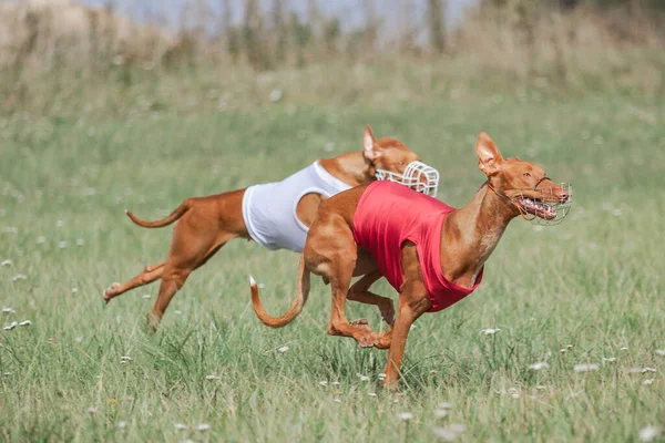 Two pharaoh hound dog running full speed at lure coursing sport