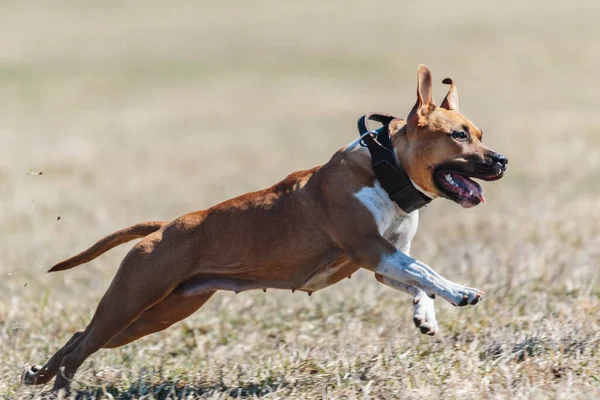 Staffordshire Bull Terrier Cane Che Corre Dritto Alla Fotocamera — Foto Stock