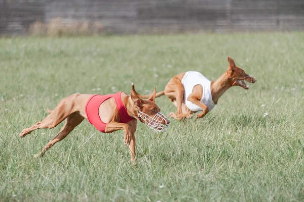 Two pharaoh hound dog running full speed at lure coursing sport