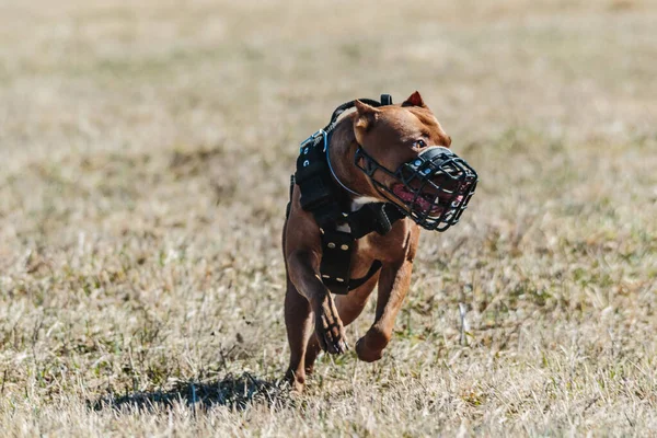 Pit Bull Dog Running Full Speed Lure Coursing Sport — Stock Photo, Image