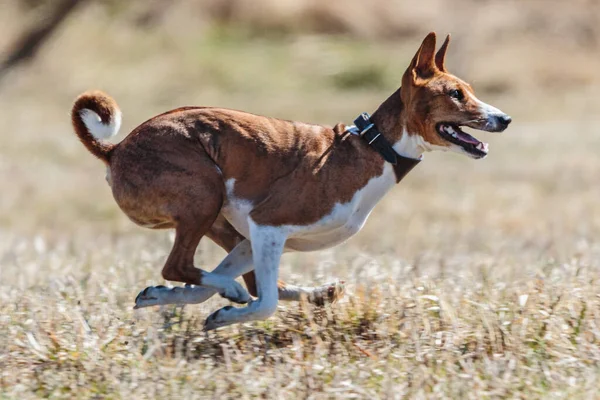 Basenji Running Full Speed Lure Coursing Dog Sport Competition — Stock Photo, Image