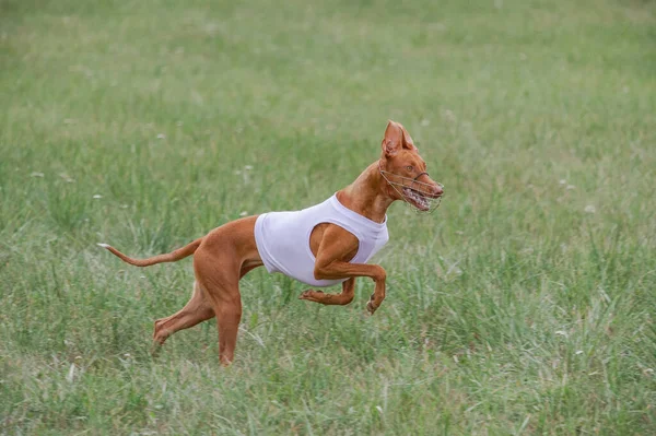 Cirneco Dell Etna Running Full Speed Lure Coursing Sport — Foto de Stock