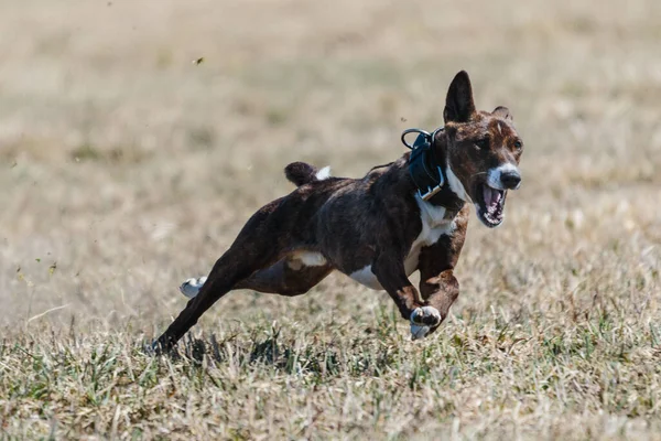 Базенджі Бігає Повній Швидкості Спокушаючи Змагання Собачого Спорту — стокове фото