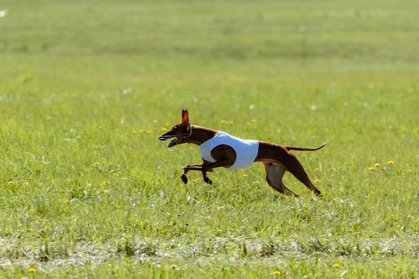 Cirneco Dell Etna Dog Running Full Speed Lure Coursing — Stock Photo, Image