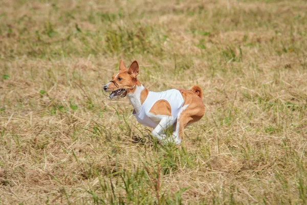 Basenji Puppy First Time Running Dog Sport Competition — Stock Photo, Image