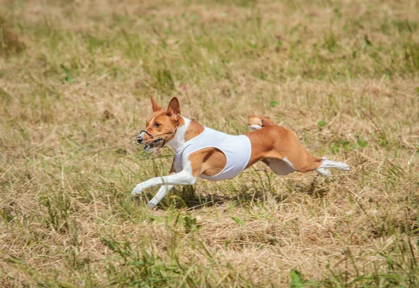 Basenji Κουτάβι Πρώτη Φορά Τρέχει Για Τον Αθλητισμό Σκυλιών Διαγωνισμό — Φωτογραφία Αρχείου