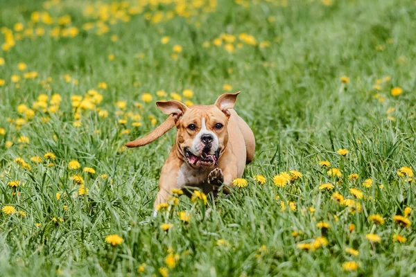 Staffordshire Bull Terrier Köpeği Kameraya Doğru Koşuyor — Stok fotoğraf