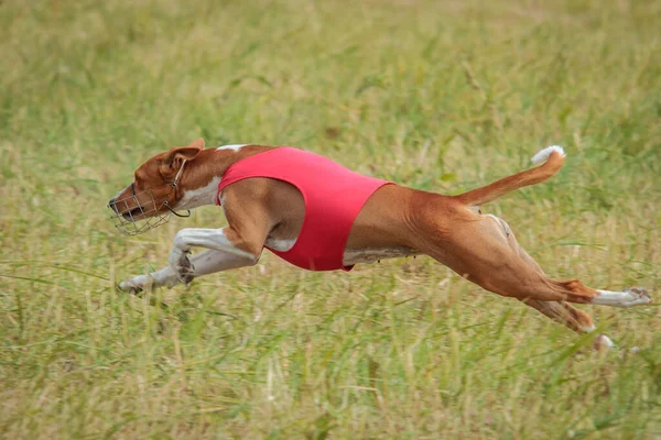 Basenji Hund Beim Hunderennen Vom Boden Abgehoben — Stockfoto