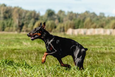 Doberman Pinscher yeşil alanda koşuyor. Yem kursu yarışmasında.