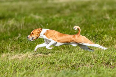 Basenji köpeği yaz mevsiminde yeşil alanda yarışma düzenliyor.