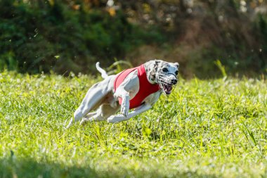 Kırbaç koşucusu köpek sahada koşar ve yem kovalardı.