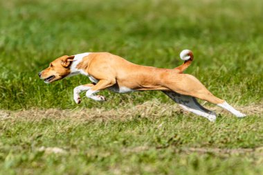 Basenji köpeği yaz mevsiminde yeşil alanda yarışma düzenliyor.