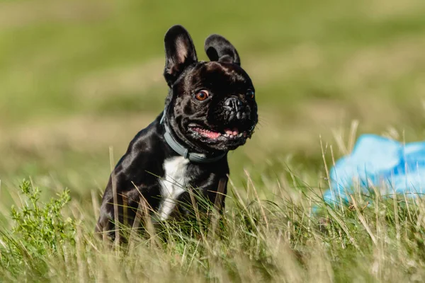 Anjing Bulldog Perancis Berlari Dan Menangkap Umpan Pada Kompetisi — Stok Foto