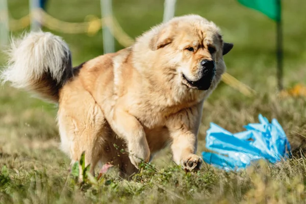 Великий Собака Бігає Зеленому Полі Змаганнях Приманки — стокове фото
