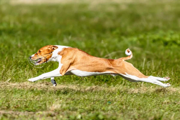 Basenji Hund Locka Kurstävling Grönt Fält Sommaren — Stockfoto