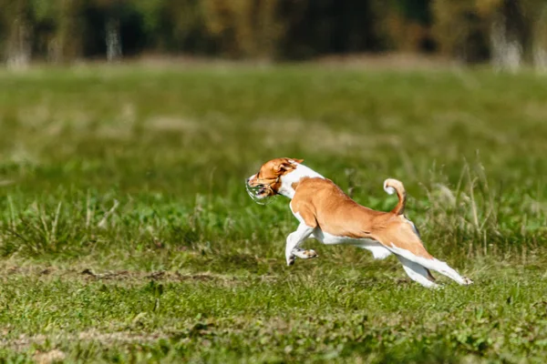 Anjing Basenji Memancing Kompetisi Lapangan Hijau Musim Panas — Stok Foto