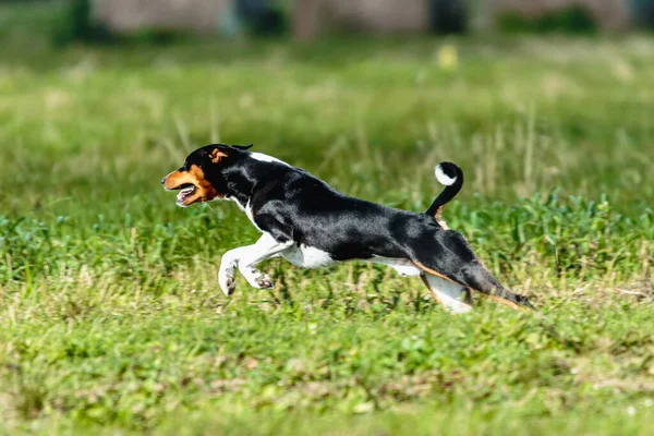 Basenji Hond Lokken Coursing Wedstrijd Groen Veld Zomer — Stockfoto