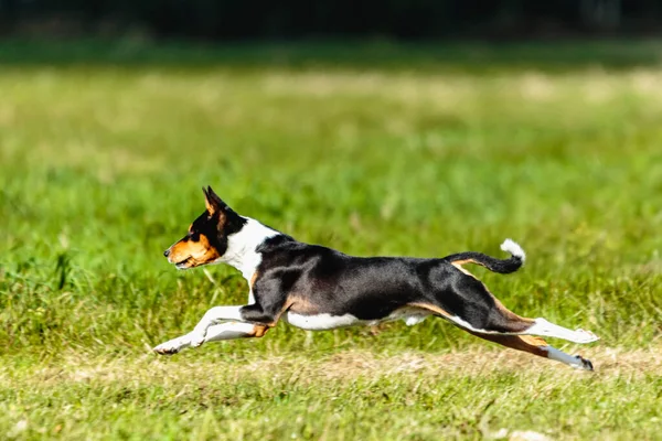 Basenji Hund Locka Kurstävling Grönt Fält Sommaren — Stockfoto