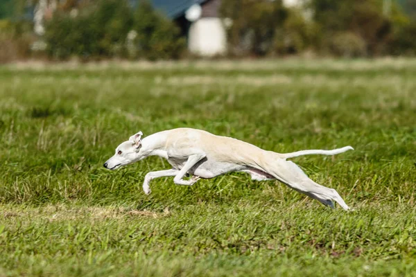 Whippet Sprinter Perro Corriendo Persiguiendo Señuelo Campo — Foto de Stock