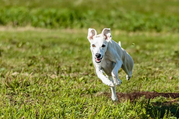 Whippet Sprinter Perro Corriendo Persiguiendo Señuelo Campo —  Fotos de Stock