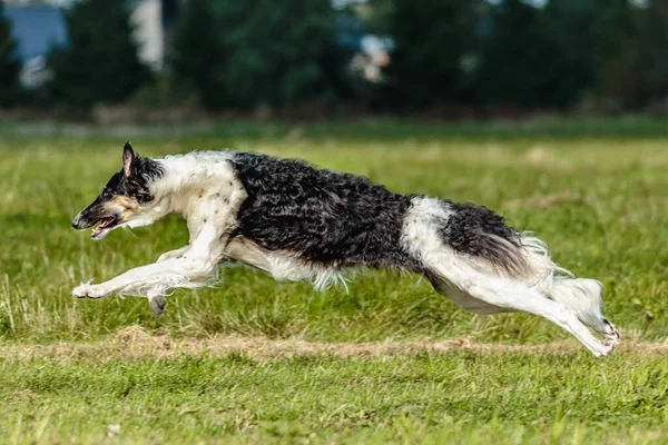 Orosz Vadászat Sighthound Fut Területen Csali Coursing Verseny — Stock Fotó