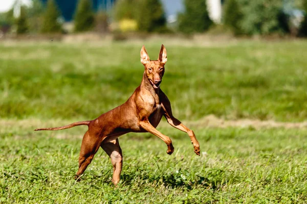 Cirneco Dell Etna Running Full Speed Lure Coursing Sport — Stock Photo, Image