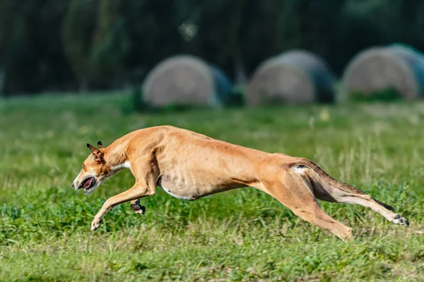 Greyhound Perro Corriendo Persiguiendo Señuelo Campo —  Fotos de Stock