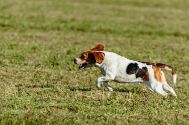 Av köpeği koşuyor ve yeşil alanda yem kovalıyor.