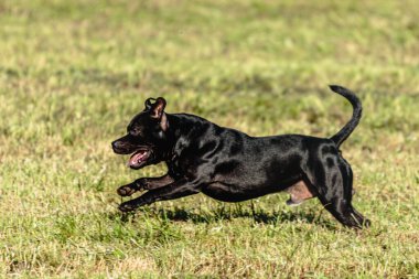 Staffordshire Boğa Teriyeri köpek yarışlarında koşarken