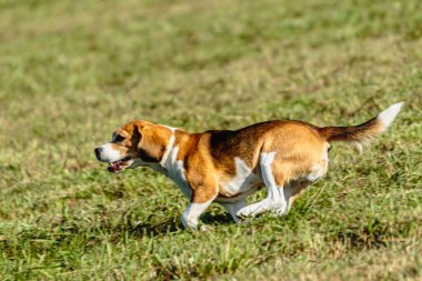 Av köpeği koşuyor ve yeşil alanda yem kovalıyor.