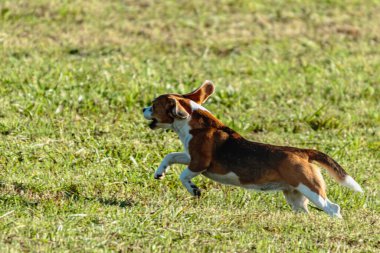 Av köpeği koşuyor ve yeşil alanda yem kovalıyor.