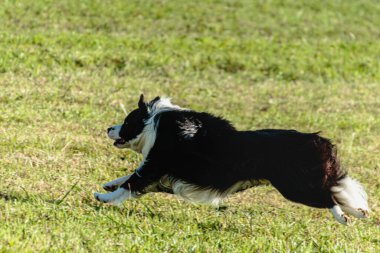 Sınır çoban köpeği koşuyor ve yeşil alanda yem kovalıyor.