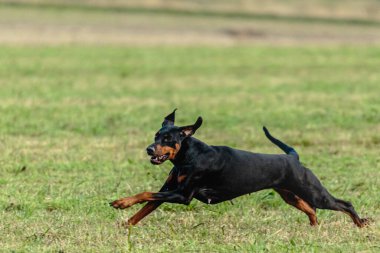 Dobermann 'ın köpeği yeşil alanda koşuyor ve takip ediyor.