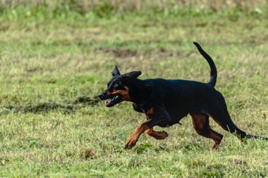 Dobermann 'ın köpeği yeşil alanda koşuyor ve takip ediyor.